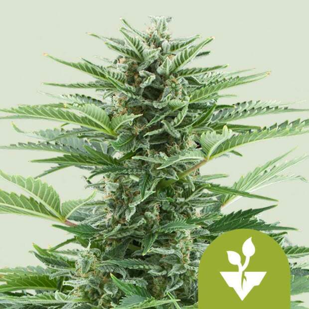 Royal Queen Seeds Easy Bud Auto 10 Stk feminisiert Abverkauf