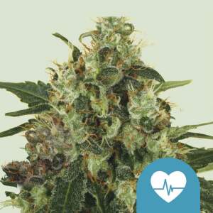 Royal Queen Seeds Medical Mass CBD 10 Stk feminisiert...