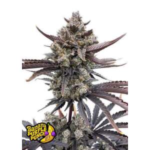 420 Fast Buds Banana Purple Punch Auto RF3