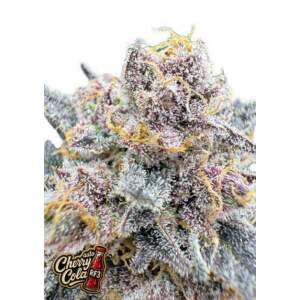 420 Fast Buds Cherry Cola Auto RF3
