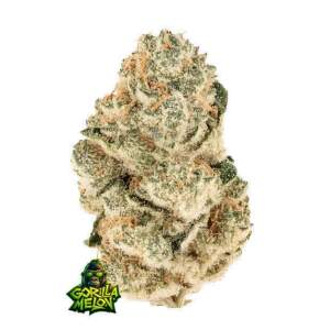 420 Fast Buds Gorilla Melon