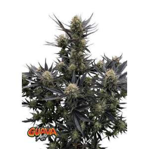 420 Fast Buds Guava Auto RF3