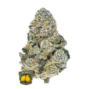 420 Fast Buds Lemonpaya