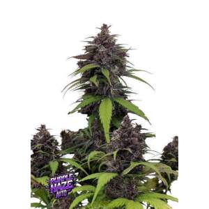 420 Fast Buds Purple Haze Auto
