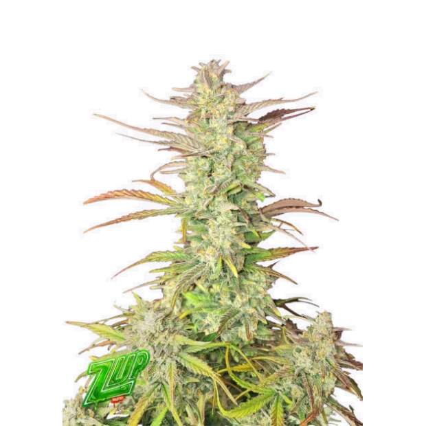 420 Fast Buds Z-Up Auto