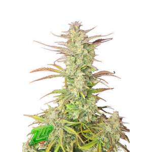 420 Fast Buds Z-Up Auto