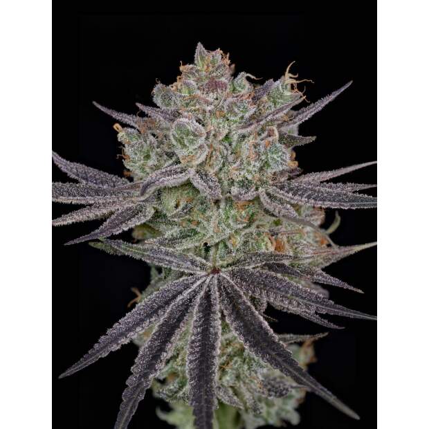 Green House Seeds Papaya Sour Spritz