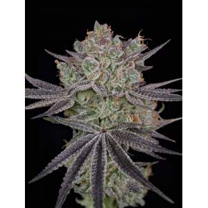 Green House Seeds Papaya Sour Spritz