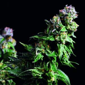 Pyramid Seeds Purple Urkle 5 Stk feminisiert Abverkauf