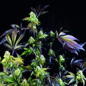 Pyramid Seeds Sunset Sherbet 3 Stk feminisiert Abverkauf