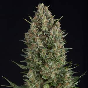 Pyramid Seeds Wembley 3 Stk feminisiert Abverkauf