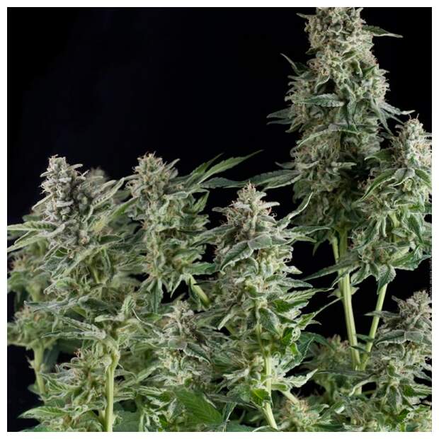 Pyramid Seeds Northern Lights 3 Stk feminisiert Abverkauf