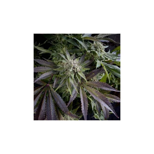 Pyramid Seeds Blue Pyramid 3 Stk feminisiert Abverkauf