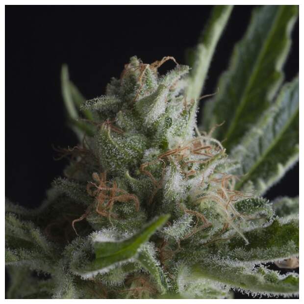 Pyramid Seeds Shark 5 Stk feminisiert Abverkauf