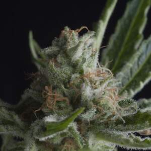 Pyramid Seeds Shark 5 Stk feminisiert Abverkauf