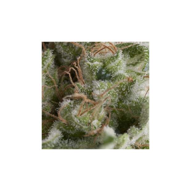 Pyramid Seeds Auto American Pie 5 Stk feminisiert Abverkauf