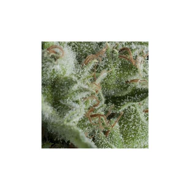 Pyramid Seeds Auto Kryptonite 5 Stk feminisiert Abverkauf