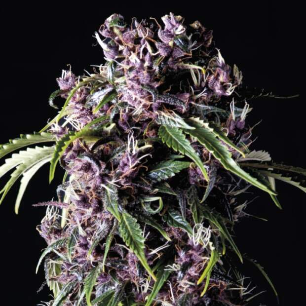 Pyramid Seeds Purple 3 Stk feminisiert Abverkauf