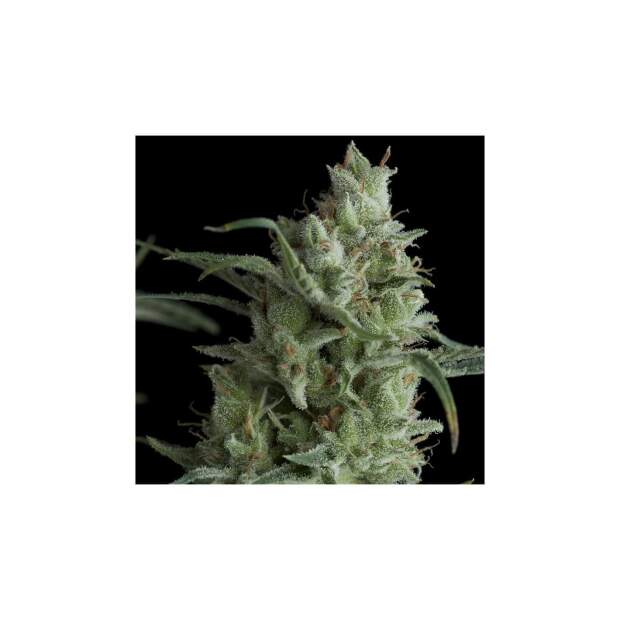 Pyramid Seeds Kryptonite 3 Stk feminisiert Abverkauf