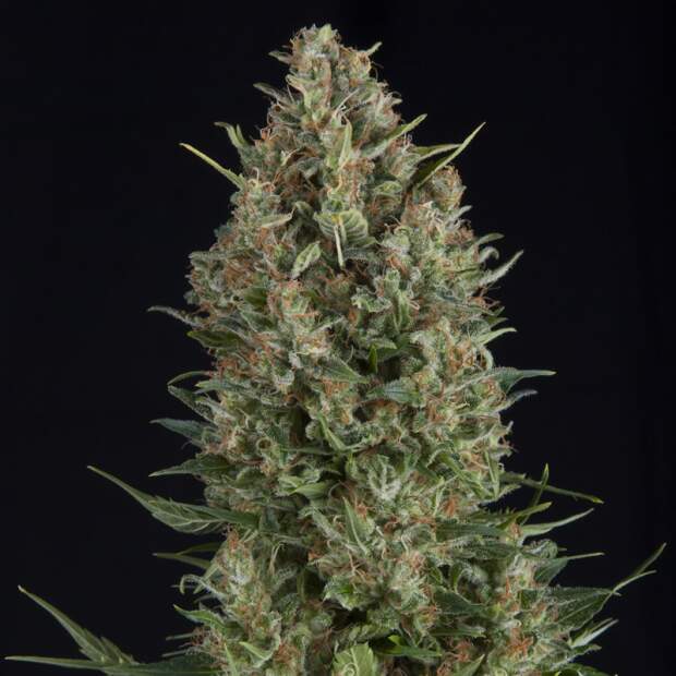 Pyramid Seeds Wembley 50 Stk feminisiert Abverkauf