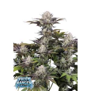 420 Fast Buds Frostbanger Auto 5 Stk feminisiert