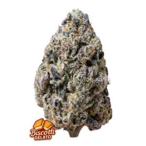 420 Fast Buds Biscotti Gelato