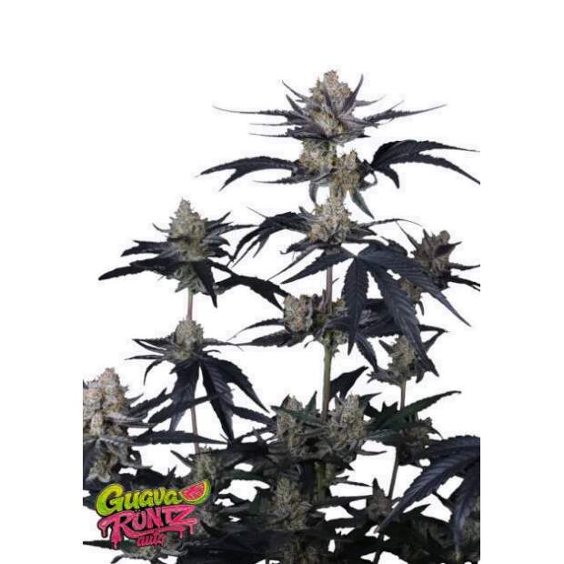 420 Fast Buds Guava Runtz Auto 5 Stk feminisiert