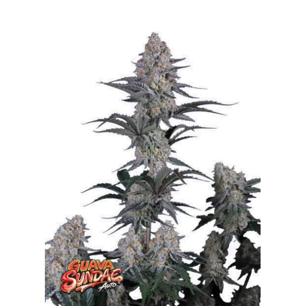 420 Fast Buds Guava Sundae Auto