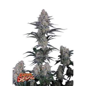 420 Fast Buds Guava Sundae Auto