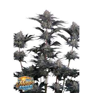 420 Fast Buds Mendo Frost Auto