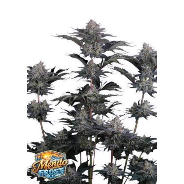 420 Fast Buds Mendo Frost Auto 5 Stk feminisiert
