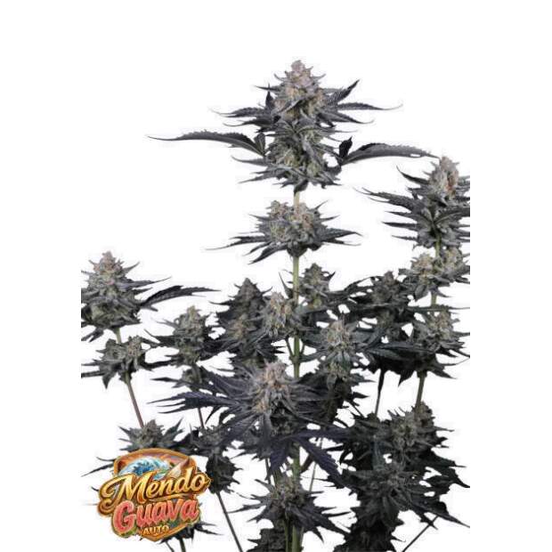 420 Fast Buds Mendo Guava Auto 5 Stk feminisiert