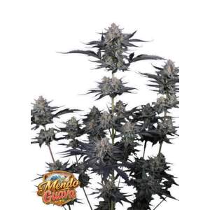 420 Fast Buds Mendo Guava Auto 5 Stk feminisiert