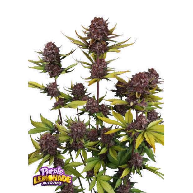 420 Fast Buds Purple Lemonade Auto RF3