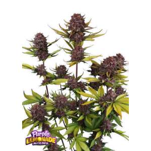 420 Fast Buds Purple Lemonade Auto RF3