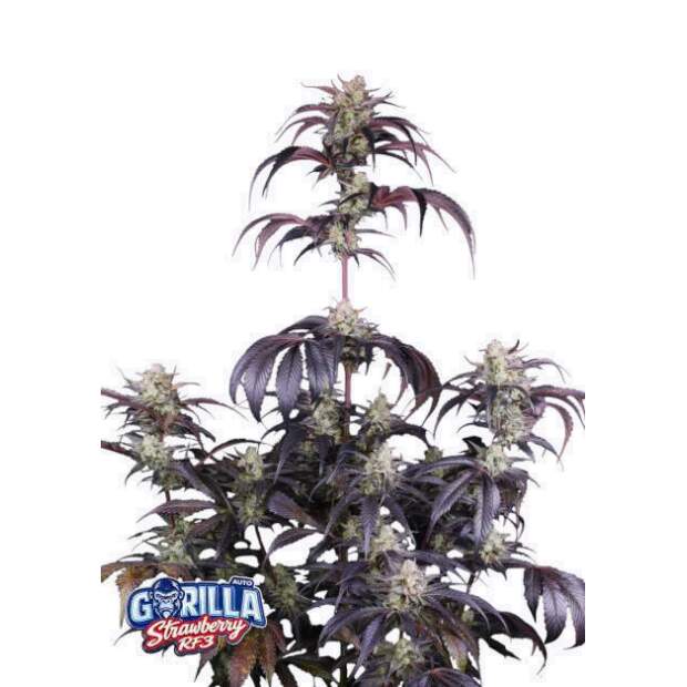 420 Fast Buds Strawberry Gorilla Auto RF3