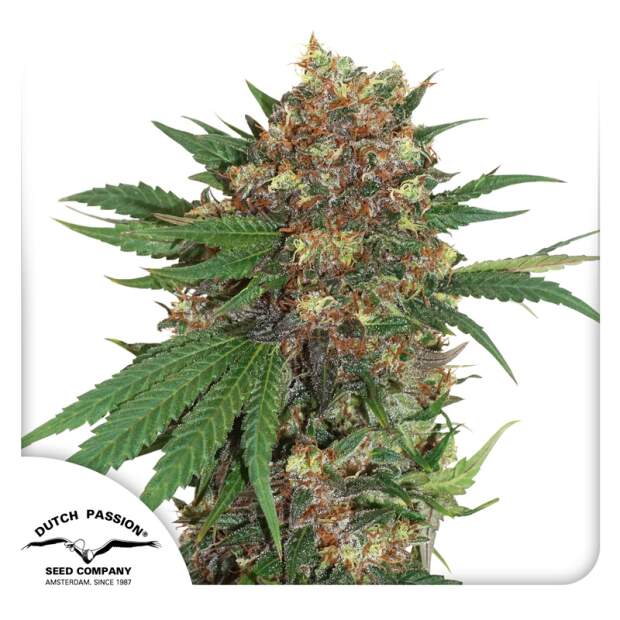 Dutch Passion Master Kush 3 Stk feminisiert Abverkauf