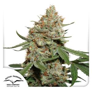 Dutch Passion Skunk #11 5 Stk feminisiert Abverkauf