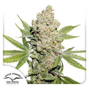 Dutch Passion Auto Lemon Kix 7 Stk feminisiert Abverkauf