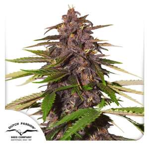 Dutch Passion Auto Forbidden Cherry 7 Stk feminisiert...