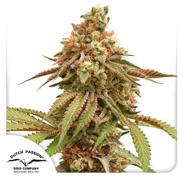 Dutch Passion Tropical Tangie 10 Stk feminisiert Abverkauf