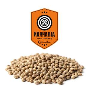 Kannabia Permanent Marker Bulk 1 Stk feminisiert