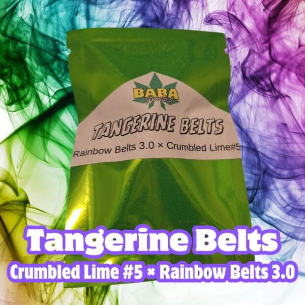 Baba Genetics Tangerine Belts
