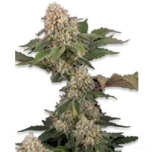 Sensi Seeds Sticky Berry Mints XXL