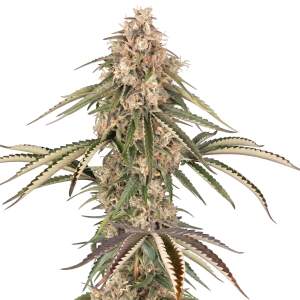 Sensi Seeds Garlic Gas