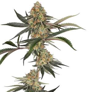 Sensi Seeds Super Lemon Cherry