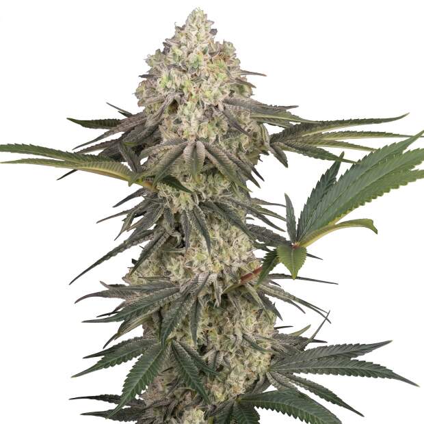 Sensi Seeds Triple Mints XXL
