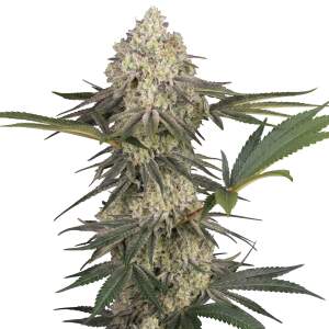 Sensi Seeds Triple Mints XXL