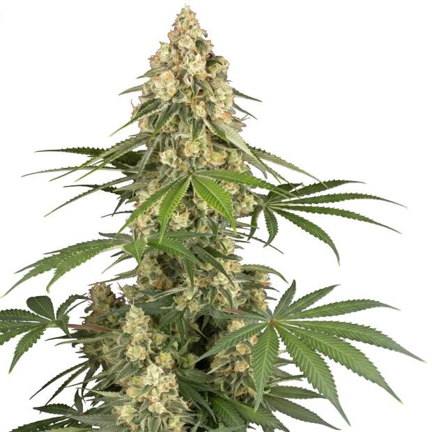 Sensi Seeds Sticky Orange XXL