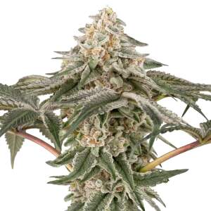 Sensi Seeds Black Lily